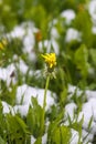 Dandelion flower in snow. Nature details after the unexpected snowfall Royalty Free Stock Photo