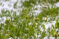 Dandelion flower in snow. Nature details after the unexpected snowfall Royalty Free Stock Photo