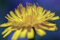 Dandelion flower with some unknown bugs on it