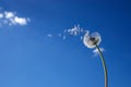 Dandelion flower spreading floating seeds on blue sky. The concept of freedom, dreams of the future.