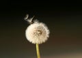 Dandelion Flower Spreading Seeds in the Wind Royalty Free Stock Photo