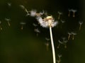 Dandelion Flower Spreading Seeds in the Wind Royalty Free Stock Photo