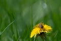 A dandelion flower stands in a green meadow. The sun is shining on the meadow from above. A ray of sunlight can be seen. A bee is Royalty Free Stock Photo