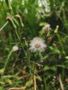 a dandelion flower that is struggling to survive