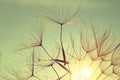 Dandelion flower at sunset. Royalty Free Stock Photo