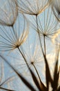 Dandelion flower at sunset. Royalty Free Stock Photo