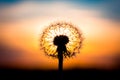 Dandelion flower with sunset