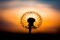 Dandelion flower with sunset