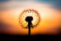 Dandelion flower with sunset