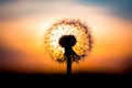 Dandelion flower with sunset