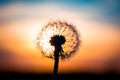 Dandelion flower with sunset