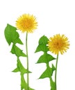Dandelion flower or Taraxacum Officinale with leaves isolated on white background Royalty Free Stock Photo