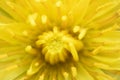 Dandelion is a flower with a thousand virtues: useful for facilitating digestion and promoting diuresis.