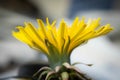 Dandelion is a flower with a thousand virtues: useful for facilitating digestion and promoting diuresis.