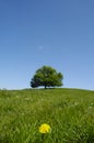 Dandelion flower and tree Royalty Free Stock Photo