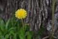 Dandelion Flower Tree Bark Background Royalty Free Stock Photo