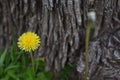 Dandelion Flower Tree Bark Background Royalty Free Stock Photo