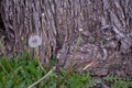 Dandelion Flower Tree Bark Background Royalty Free Stock Photo