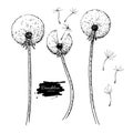 Dandelion flower vector drawing set. Isolated wild plant and flying seeds. Herbal engraved style