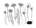 Dandelion flower vector drawing set. Isolated wild plant and flying seeds. Herbal