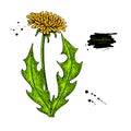 Dandelion flower vector drawing set. Isolated wild plant and leaves.