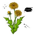 Dandelion flower vector drawing set. Isolated wild plant and leaves.