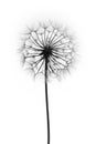 Dandelion flower