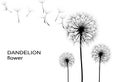 Dandelion flower Royalty Free Stock Photo