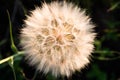 Dandelion flower with white cap on meadow