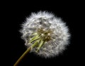 Dandelion flower in white down isolated on black background Royalty Free Stock Photo