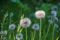 Dandelion flower white fluffy ball close-up. Summer bright light, green grass, sunny beautiful lighting. Royalty Free Stock Photo