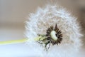 Dandelion flower, white fluffy on a black background, fly with seeds