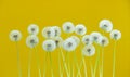 Dandelion flower on yellow color background, many closeup object