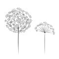 Dandelion flower for your design