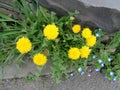 Dandelion - flowering