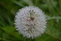 Dandelion during flowering