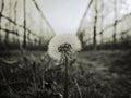 Dandelion after flowering on a field Royalty Free Stock Photo