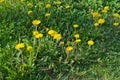 Dandelion flowering in field at spring Royalty Free Stock Photo