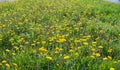 Dandelion flowering in field at spring Royalty Free Stock Photo