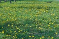 Dandelion flowering in field at spring Royalty Free Stock Photo