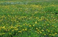 Dandelion flowering in field at spring Royalty Free Stock Photo