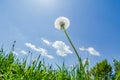 Dandelion after flowering in green grass Royalty Free Stock Photo