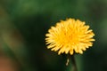 Dandelion flowering, macro shot of a yellow dandelion