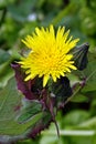 Dandelion flowers aka Taraxacum officinale in nature in spring Royalty Free Stock Photo