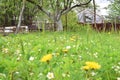 Dandelion flowers with Apple tree in the background and home