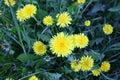 Dandelion flowers on a background of spring grass Royalty Free Stock Photo