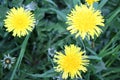 Dandelion flowers on a background of spring grass Royalty Free Stock Photo