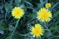 Dandelion flowers on a background of spring grass Royalty Free Stock Photo