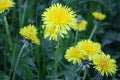 Dandelion flowers on a background of spring grass Royalty Free Stock Photo