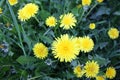 Dandelion flowers on a background of spring grass Royalty Free Stock Photo